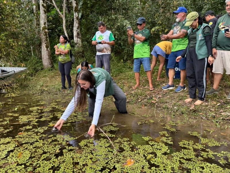 Comunidade do Máximo realiza 17ª soltura de quelônios com apoio da Prefeitura de Parintins