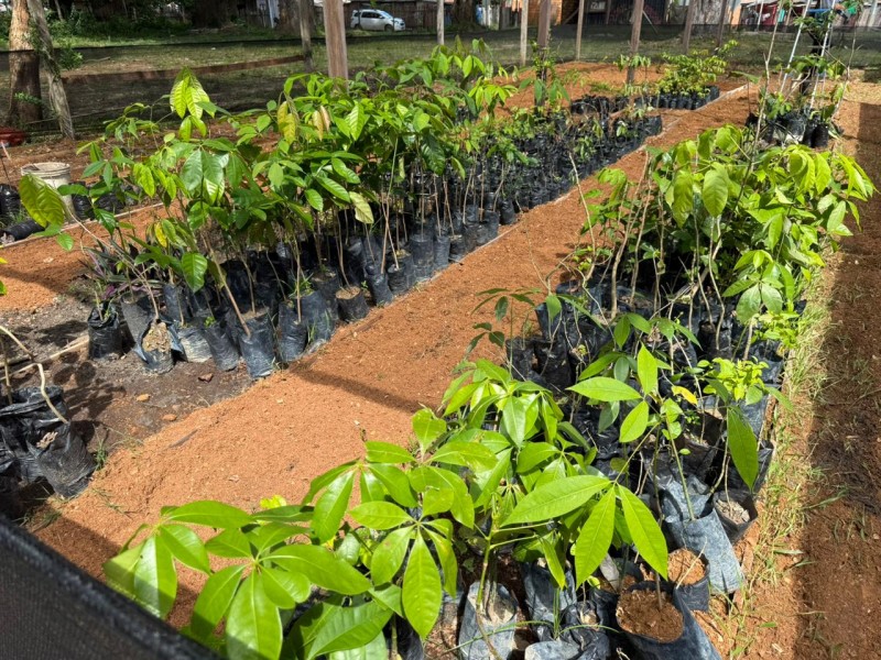 Parque das Castanheiras ganha melhorias para integrar roteiro sustentável do Festival de Parintins