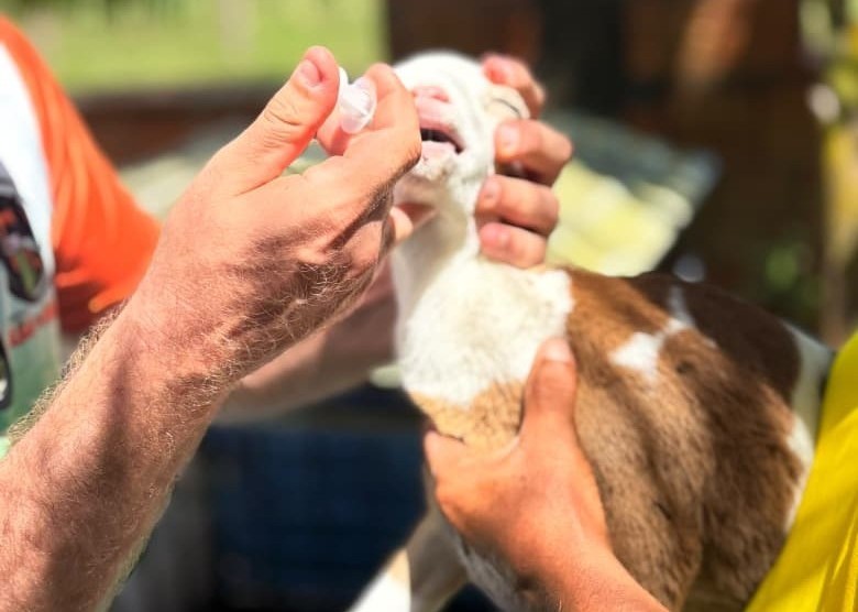 Criadores de caprinos e ovinos de Parintins recebem capacitação em Manejo Zootécnico e Nutricional