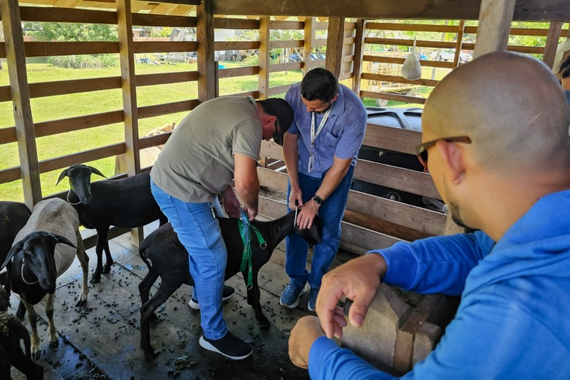 Cadeia Produtiva de Caprinos e Ovinos de Parintins recebe incentivo com Dia de Capacitação
