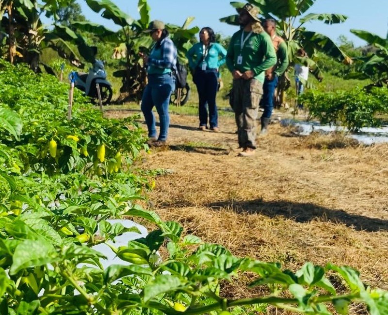 Produtores da Vila Amazônia recebem Assistência Técnica da Prefeitura de Parintins
