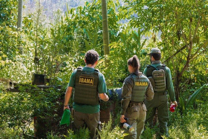 Desmatamento na Amazônia cai 71,2% em quatro anos e atinge menor índice da história