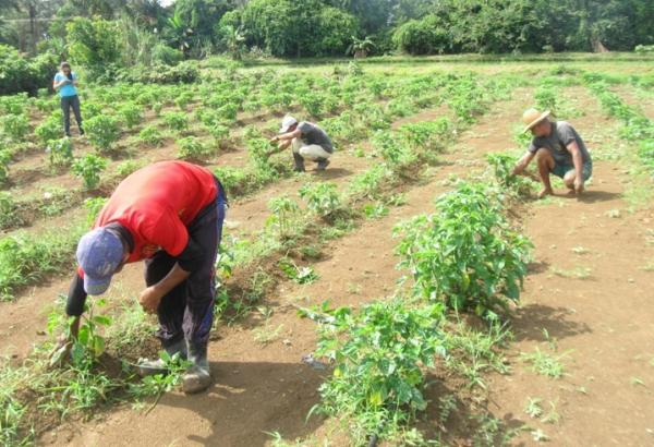 Amazonas tem potencial para ser maior produtor de alimento do mundo Amazonas tem potencial para ser maior produtor de alimento do mundo