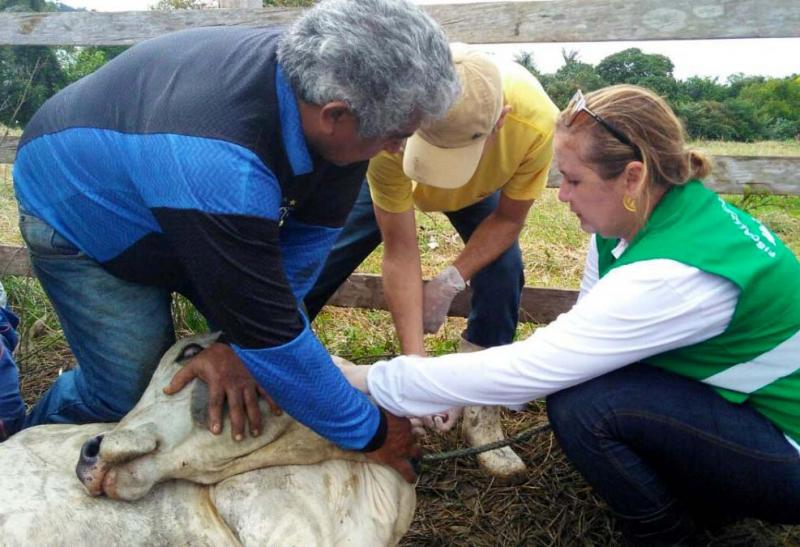 ADAF alerta criadores de gado de Parintins para prazo final da vacina do rebanho