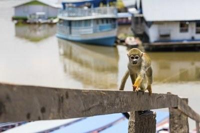 Exploração de animais silvestres no turismo é tema de audiência pública do MPF do Amazonas