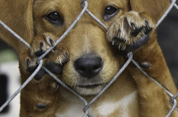 Combate a maus-tratos de animais é alvo de campanha de movimentos sociais em Parintins Combate a maus-tratos de animais é alvo de campanha de movimentos sociais em Parintins