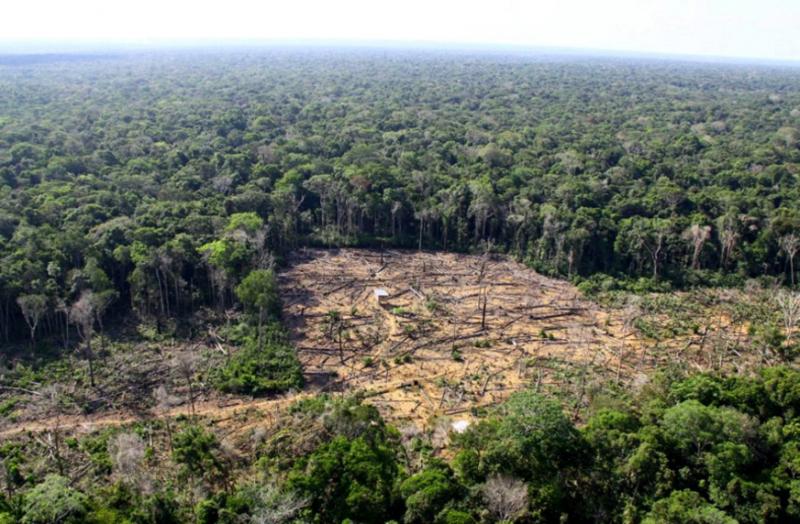 Empresários estão saqueando a floresta e roubando madeira em larga escala em Vila Amazônia, denunciam agricultores  Empresários estão saqueando a floresta e roubando madeira em larga escala em Vila Amazônia, denunciam agricultores