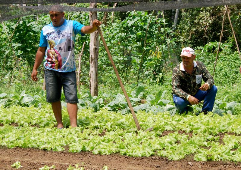 Produção orgânica está em expansão no país, aponta entidade do setor