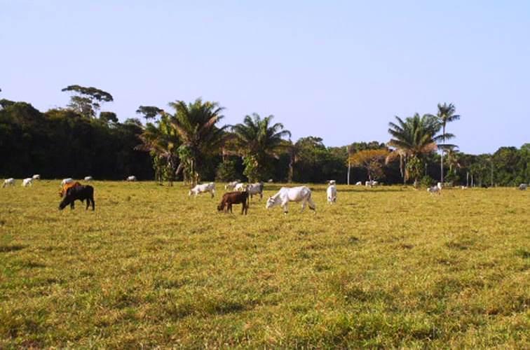 Segunda etapa de vacinação contra aftosa encerra em três dias