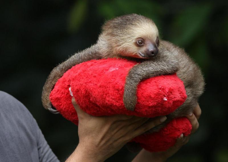 Ipaam resgatou 685 animais silvestres em 2018, em Manaus e Região Metropolitana  