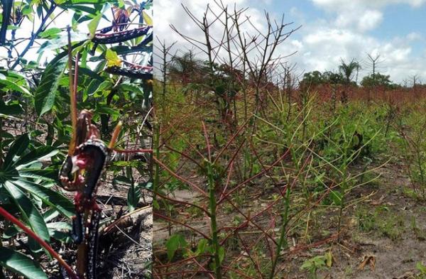Agricultores dos municípios do Médio e Alto Rio Negro sofrem com ataque de lagarta que destrói plantações de mandioca