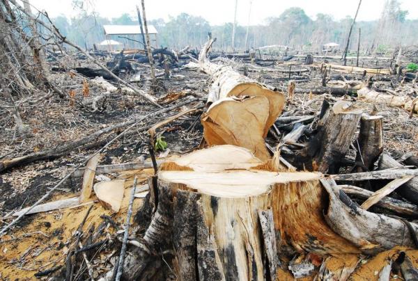Amazonas desmatou equivalente a 135 mil campos da Arena da Amazônia, em um ano