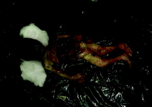 Bebê encontrado morto na lixeira pública em Parintins Bebê encontrado morto na lixeira pública em Parintins
