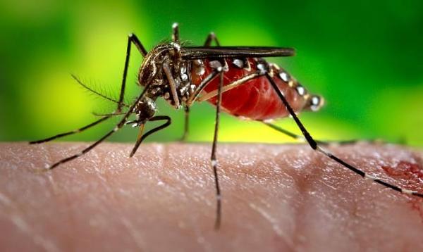 Especialistas alertam que o Aedes aegypti passou a ser uma ameaça o ano inteiro