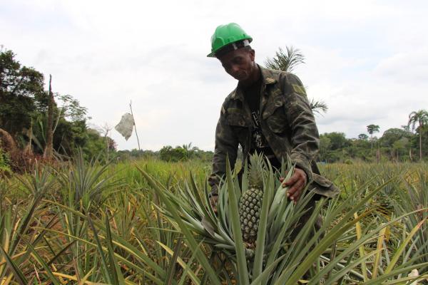 Governo do Amazonas incentiva a produção de abacaxi orgânico em Careiro da Várzea