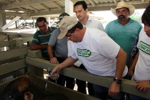 Parintins e mais 40 municípios do Amazonas iniciam segunda fase da vacinação contra febre aftosa