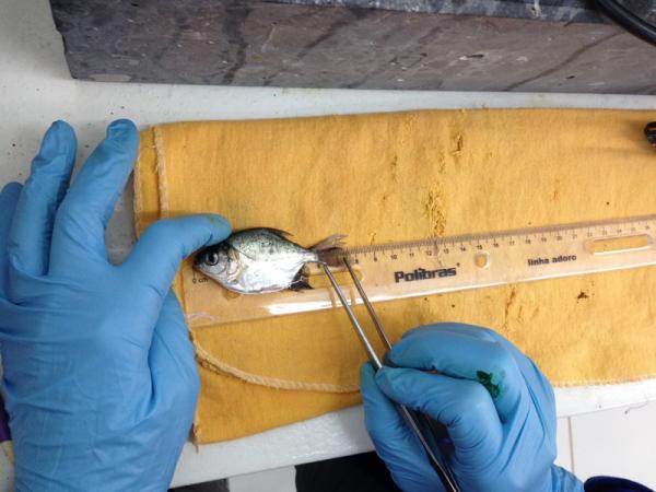 Pesquisa investiga suplementação nutricional de tambaqui no Amazonas