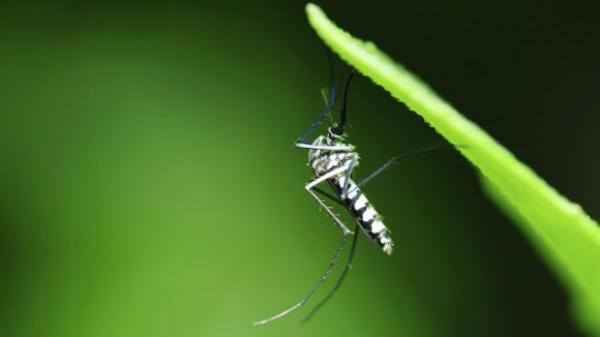 Por que o mosquito Aedes aegypti transmite tantas doenças?