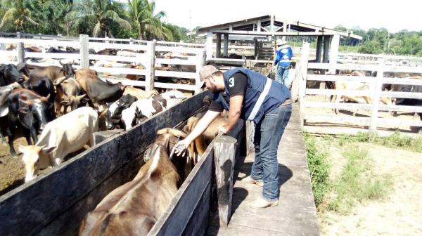 Produtores de 41 municípios têm até o dia 31 para adquirir a vacina contra febre aftosa