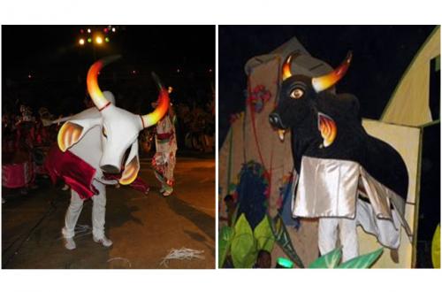 Touros Preto e Branco querem disputar o Festival de Barreirinha 