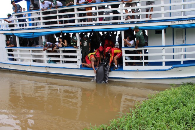 Peixes-boi sao devolvidos ao meio ambiente -Foto -Júlio C. Guimarães-Ccom (4)