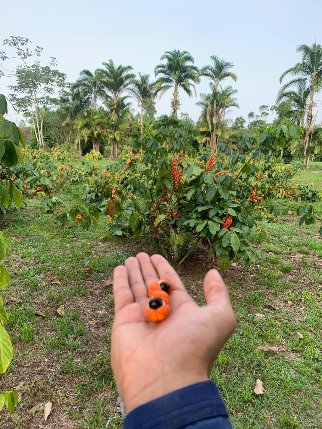 Idam_A&ccedil;a&iacute; e guaran&aacute; reconhecimento internacional_Fotos divulga&ccedil;&atilde;o (1).jpg
