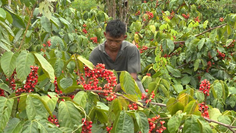 O guaran&aacute; se tornou a principal atividade para quem tem a certifica&ccedil;&atilde;o- TV Brasil